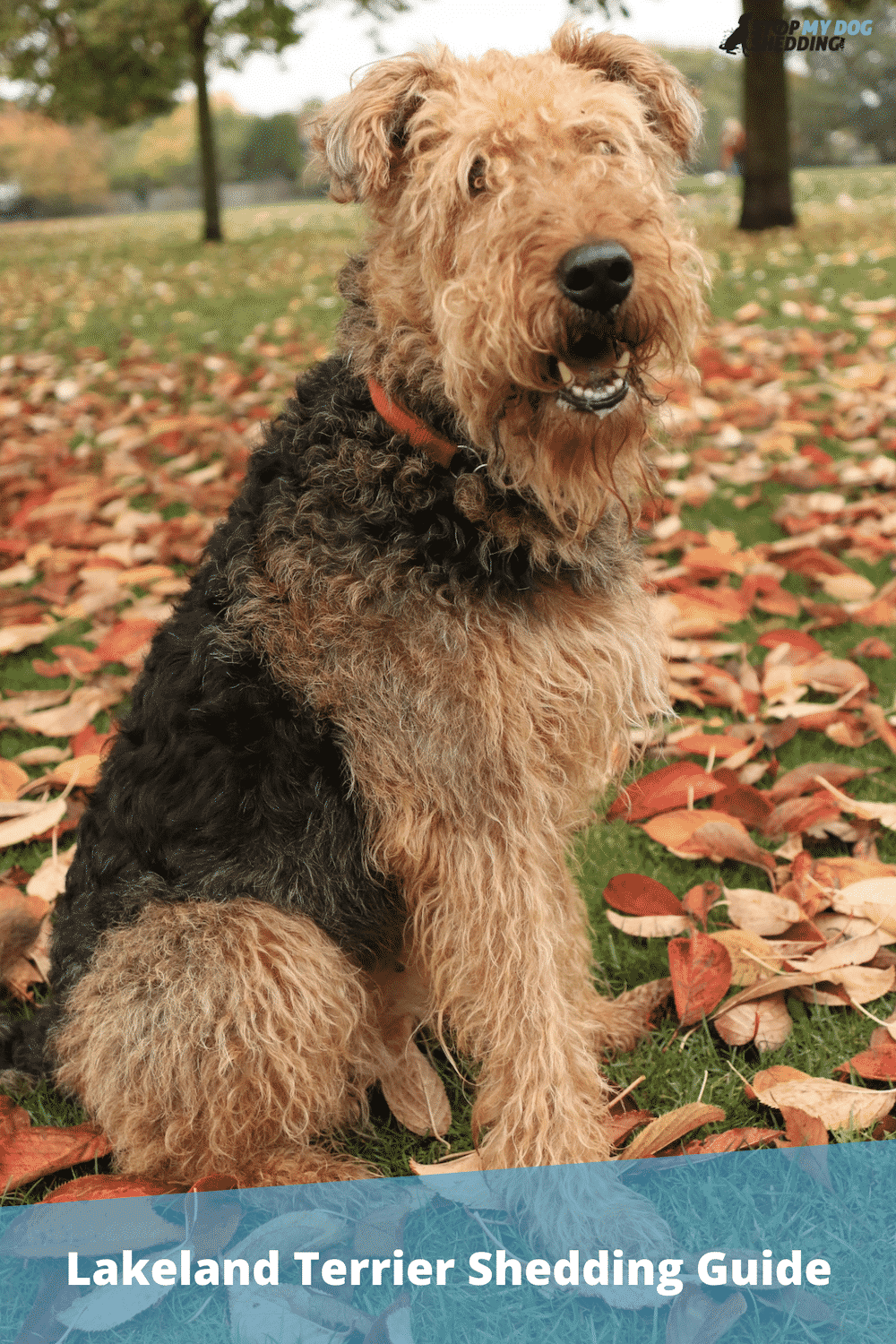 Do Lakeland Terriers Shed? (Lakeland Shedding Guide)