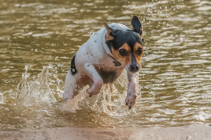 Rat Terrier jumping out of the water while playing outside.