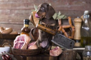 Puppy dachshund and meat in butcher's shop illustrating raw dog food diet.