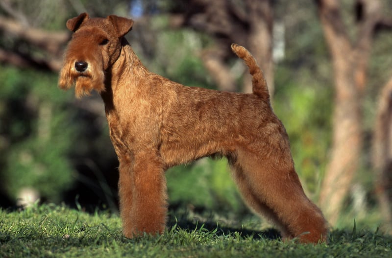 Side angle view of a tan colored Lakeland Terrier standing outside.