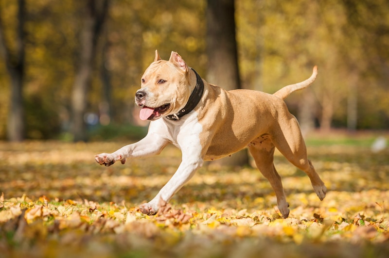 American Staffordshire Terrier running in the park in autumn.