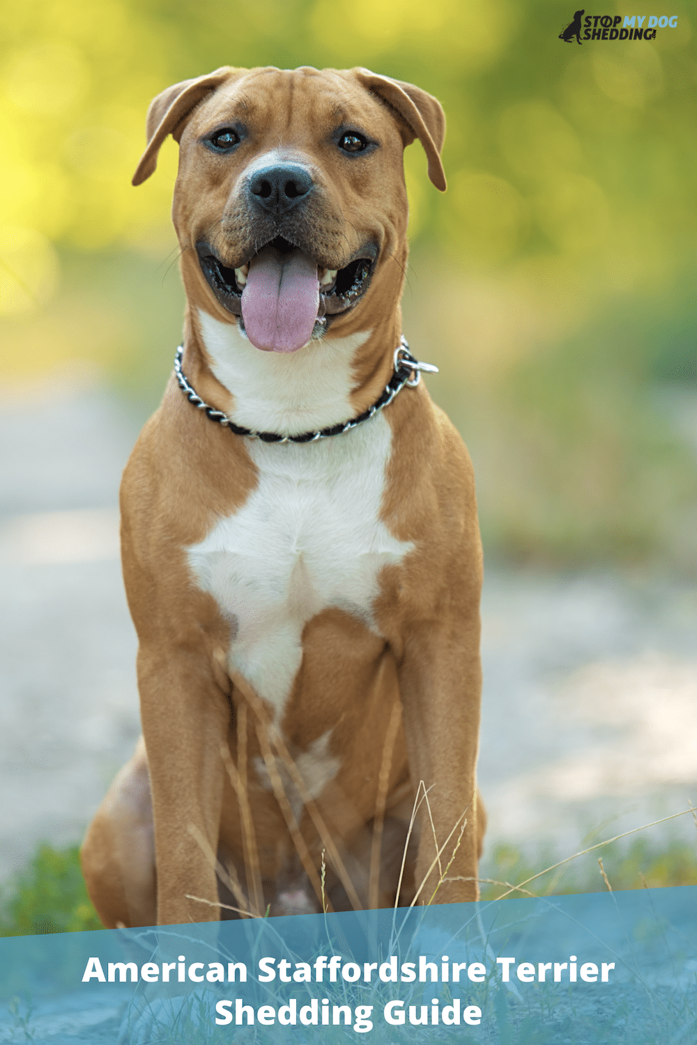 Do American Staffordshire Terriers Shed? (What to Expect)