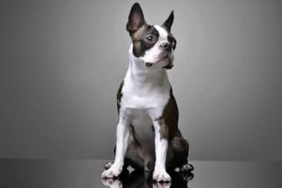 Studio shot of an adorable Boston Terrier sitting on grey background.