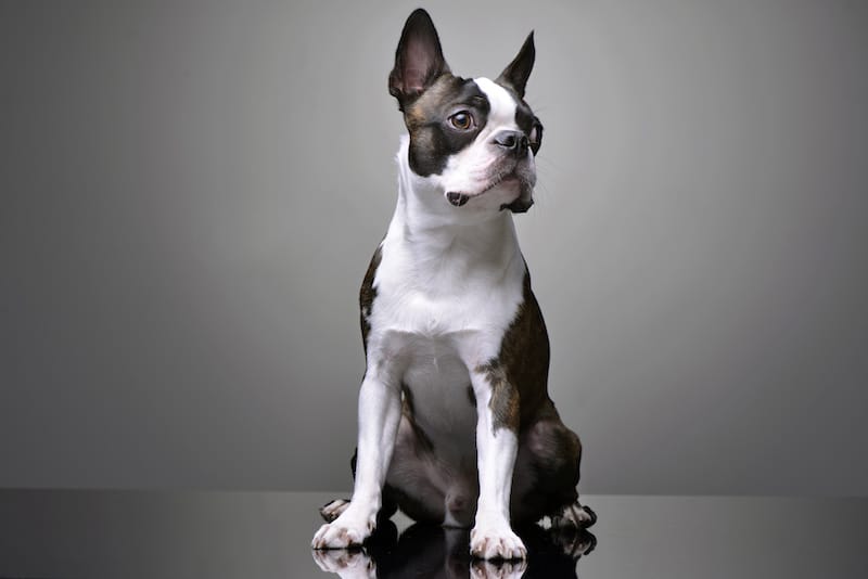 Studio shot of an adorable Boston Terrier sitting on grey background.