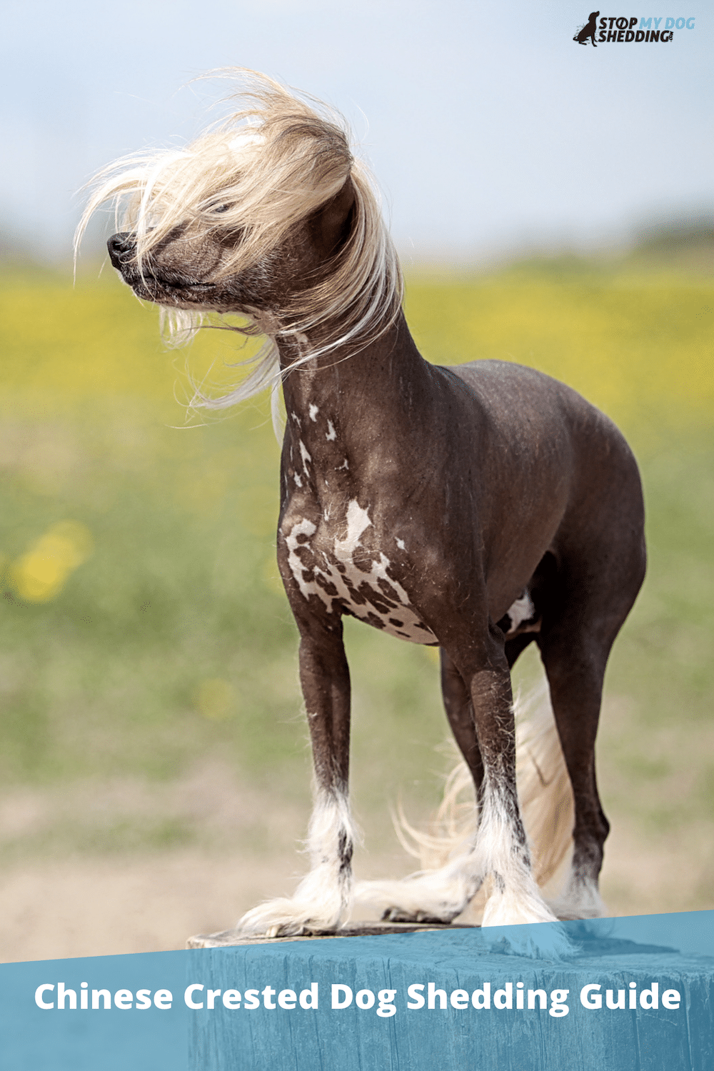 Do Chinese Crested Dogs Shed?