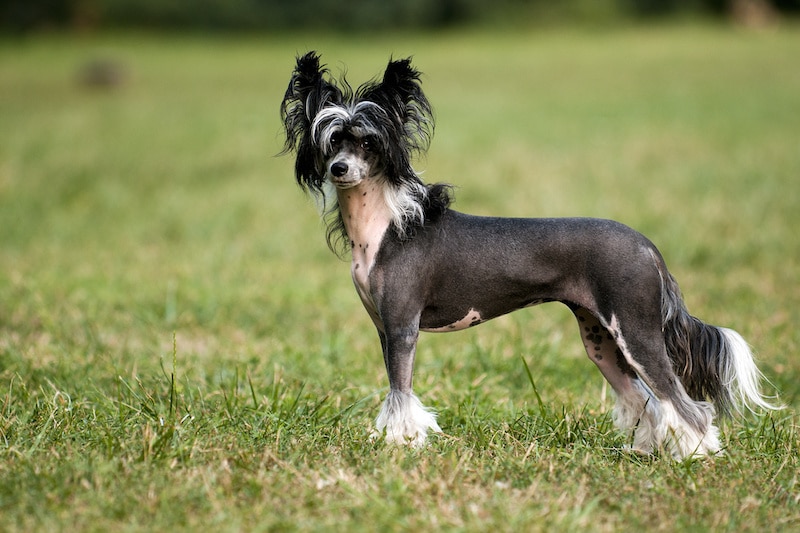 Portrait of purebred Chinese Crested Dog.