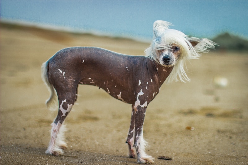 Chinese Crested Dog sitting on green grass outdoors looking sideways..