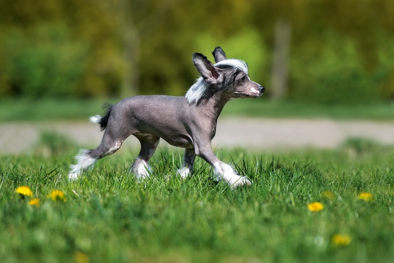 Hairless Chinese Crested puppy walking outside on grass.