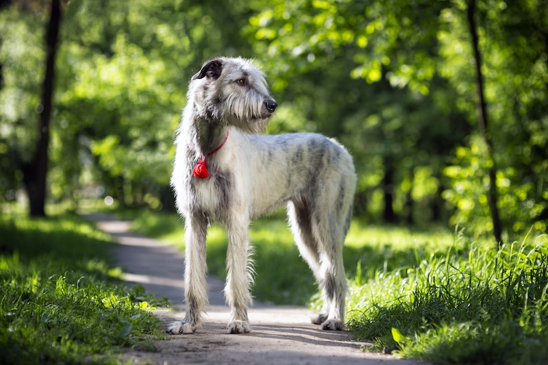 Portrait of an Irish Wolfhound in a summer nature park.