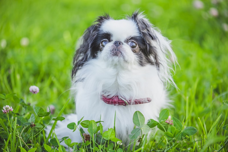 Cute Japanese Chin surrounded by green grass and flowers.