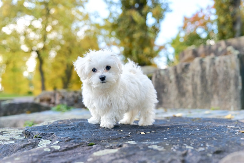 Small white Maltese Dog standing on large rock.