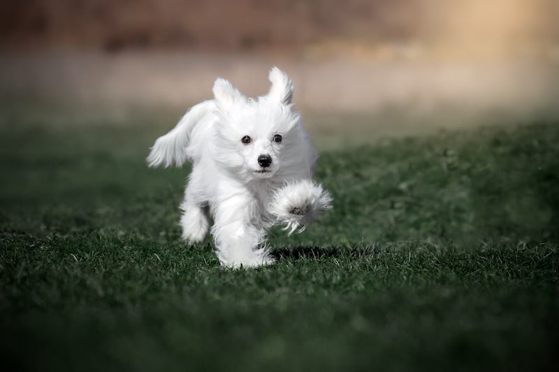 White Powderpuff Chinese Crested walking on green grass.