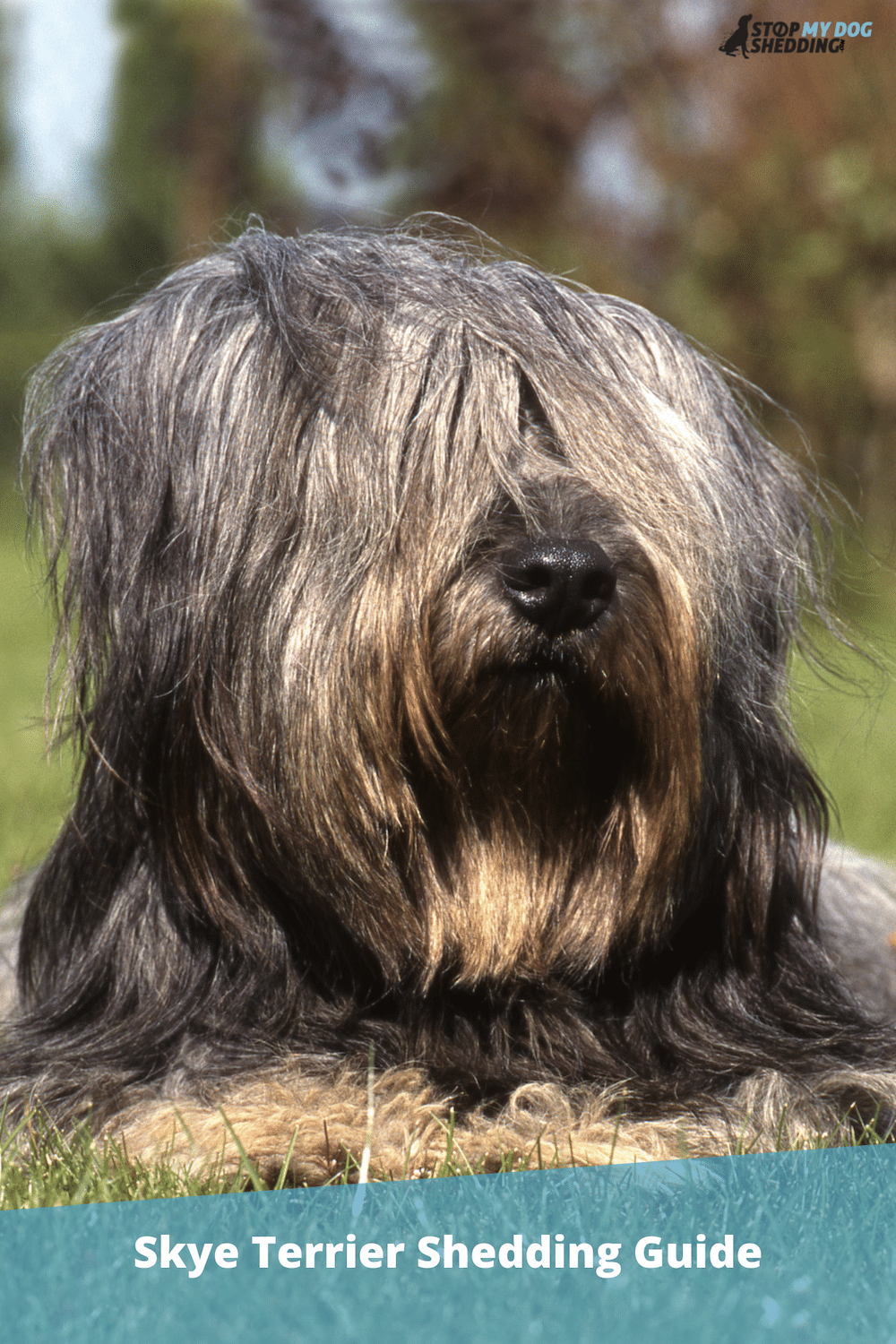Do Skye Terriers Shed? (All You Need To Know)