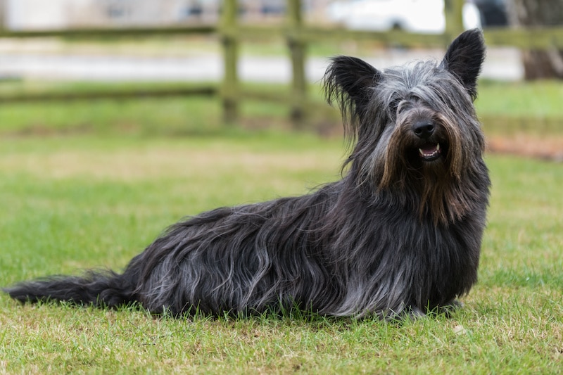Portrait of Black Skye Terrier sitting on grass.