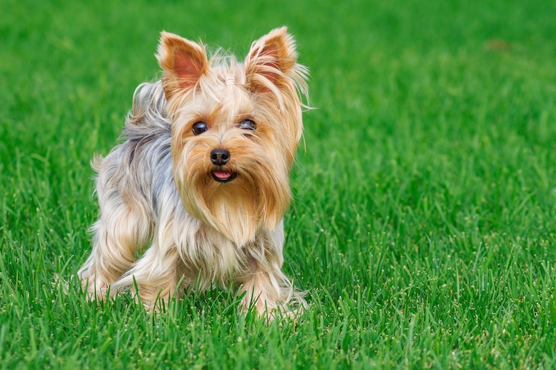 Yorkshire Terrier in the park on a green lawn.
