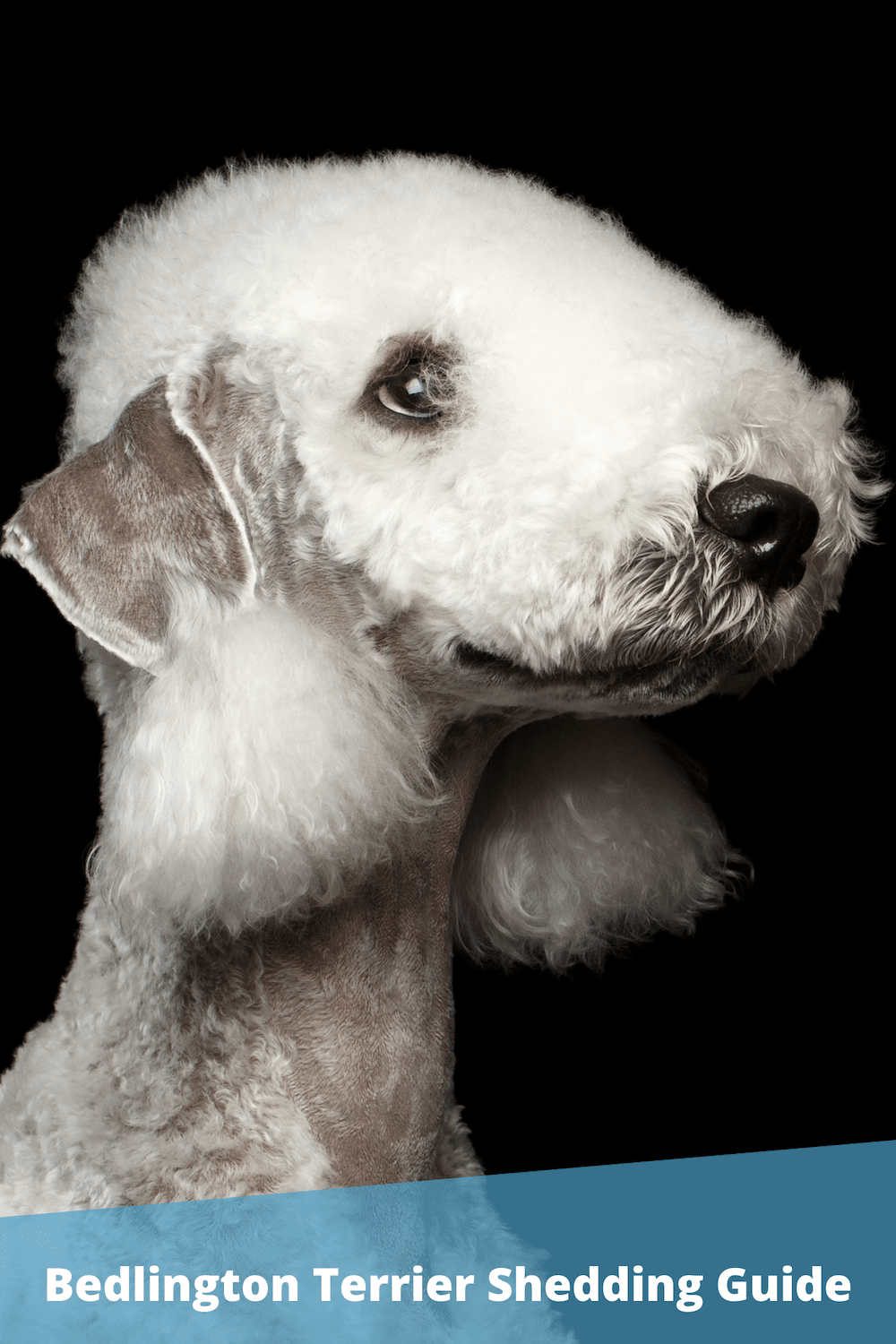 Do Bedlington Terriers Shed? (What To Expect)