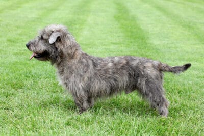 Glen of Imaal Terrier on the green grass.
