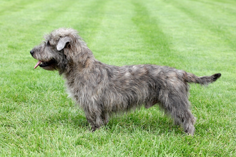 Glen of Imaal Terrier on the green grass.