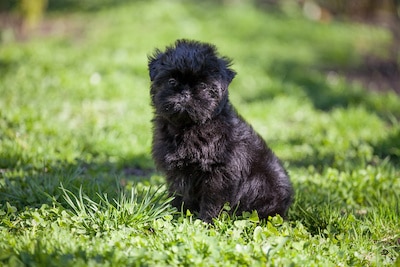 Affenpinscher puppy dog sitting on grass.