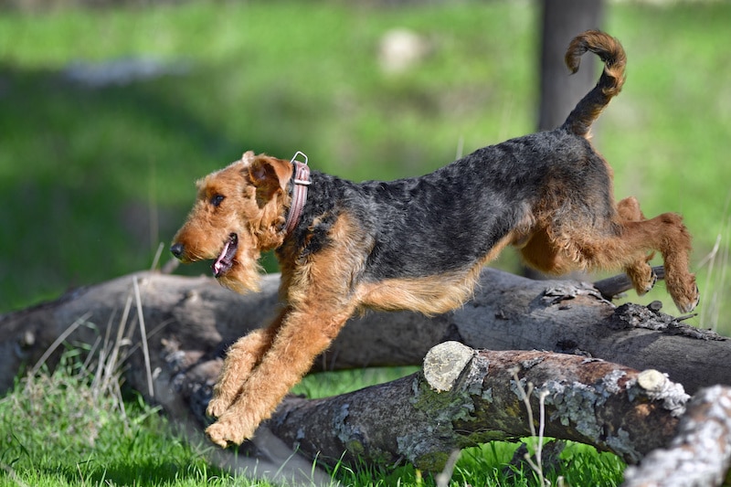 Airedale Terrier running and jumping over logs outside.