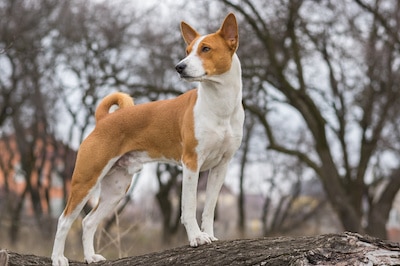 Basenji dog shows it's exterior standing on a tree branch.