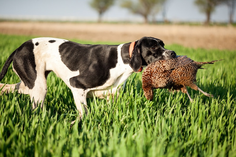 English Pointer dog breed with pray in mouth walking in green grass.