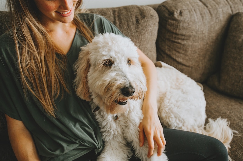 Girl sitting on sofa with fluffy dog at home.