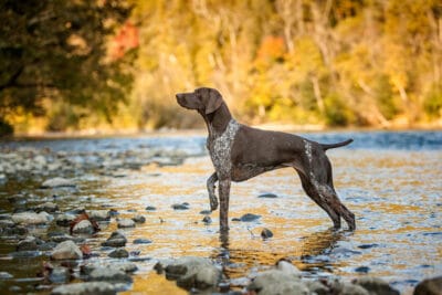 German Shorthaired Pointer, pointing in a fall water scene.