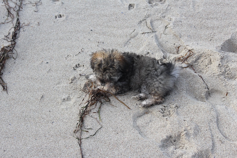 A gray Glen of Imaal Terrier dog in the sandy beach.