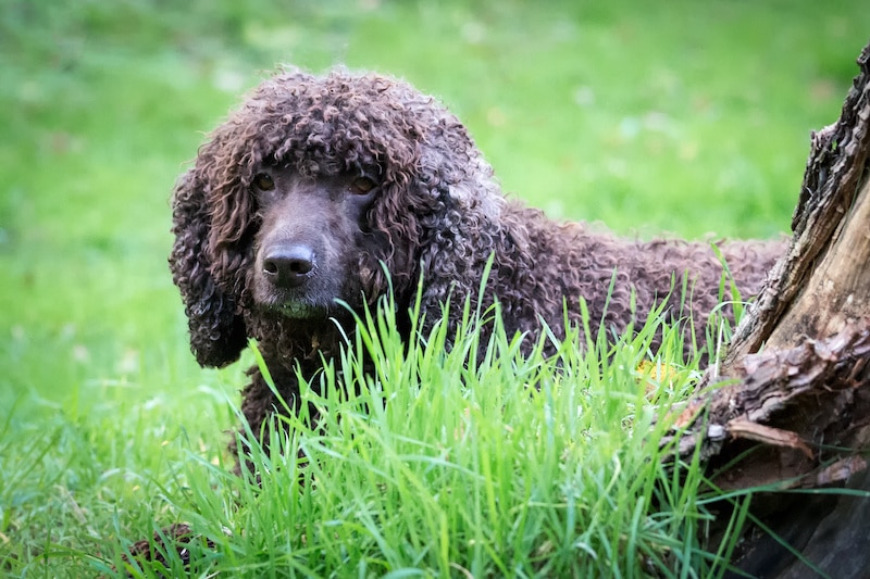 Brown Irish Water Spaniel surrounded by long green grass.