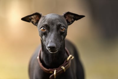 Portrait of Italian Greyhound dog with unfocused background.