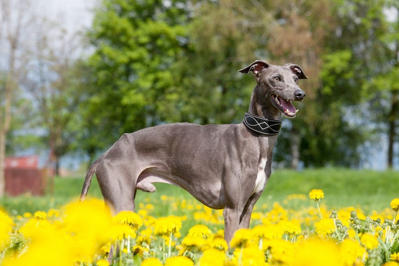 Portrait of Italian Greyhound surrounded by yellow flowers and green grass outside.