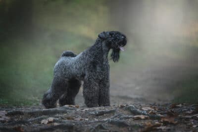 Kerry Blue Terrier dog standing in the forest.