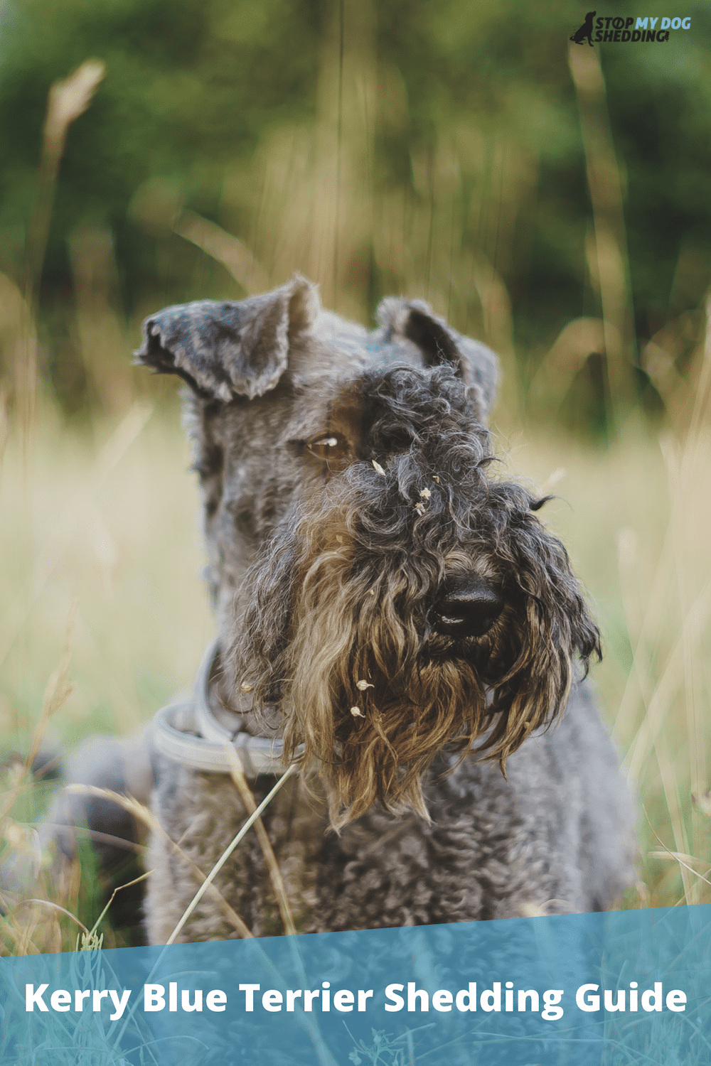 Do Kerry Blue Terriers Shed? (Shedding & Grooming Guide)
