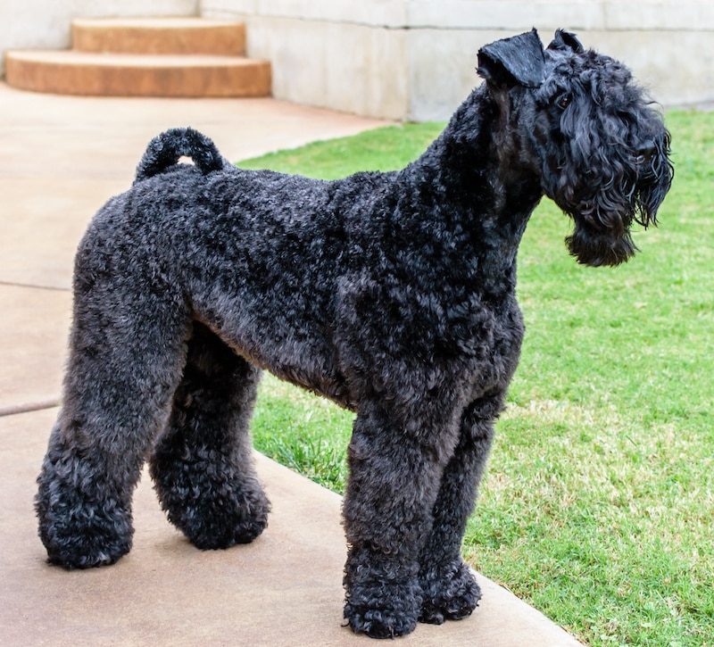 Neatly groomed Kerry Blue Terrier standing on footpath next to green lawn.
