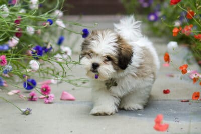 Cute Lhasa Apso puppy with short hair surrounded by flowers.