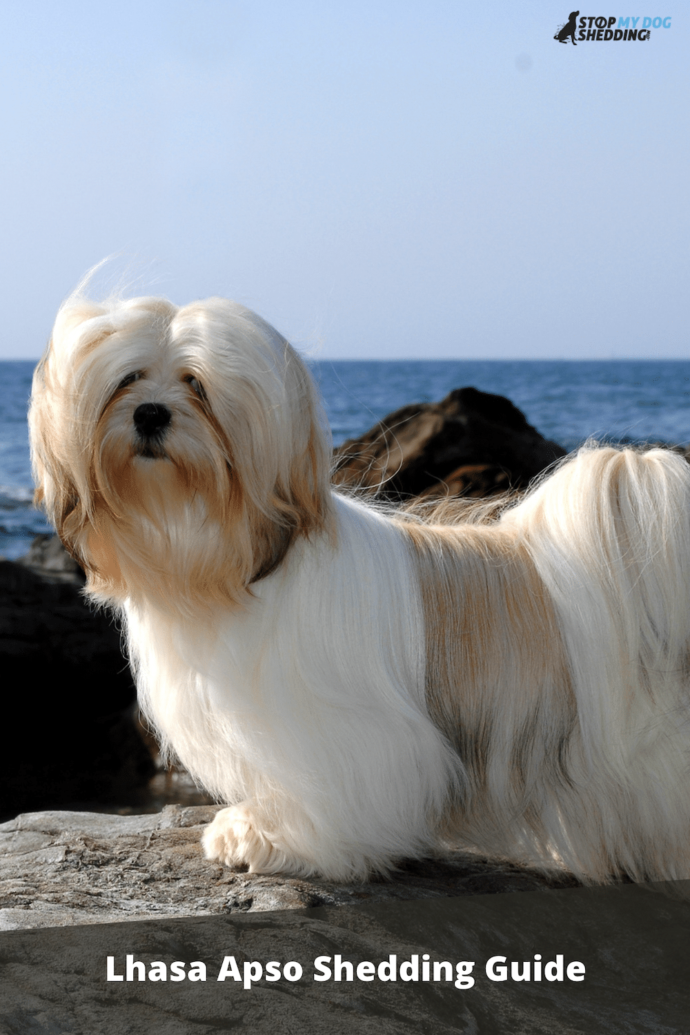 Do Lhasa Apso Dogs Shed? (Shedding and Grooming Guide)
