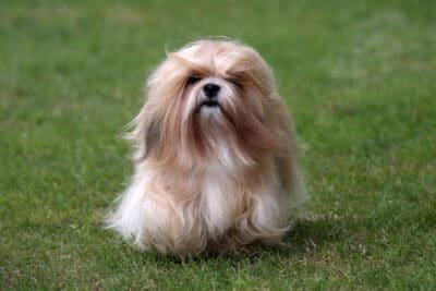 Lhasa Apso with long hair standing on green grass.