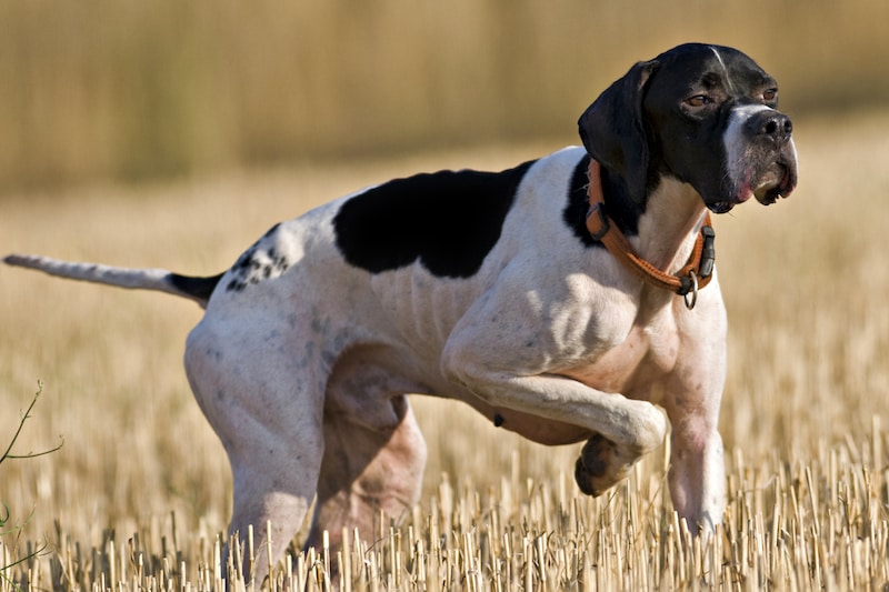Hunting dog standing in a grassy field.