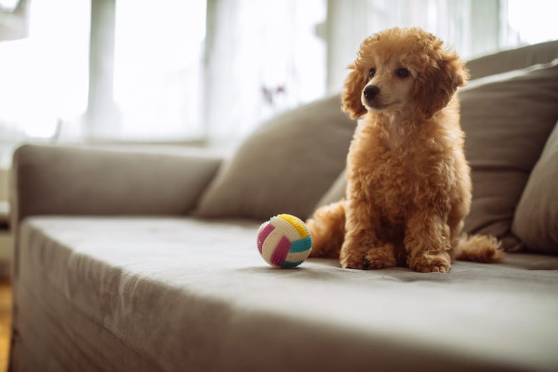 Miniature Poodle sitting on the sofa.