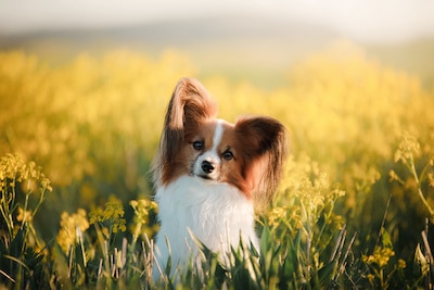 Papillon dog standing in a field with flowers.