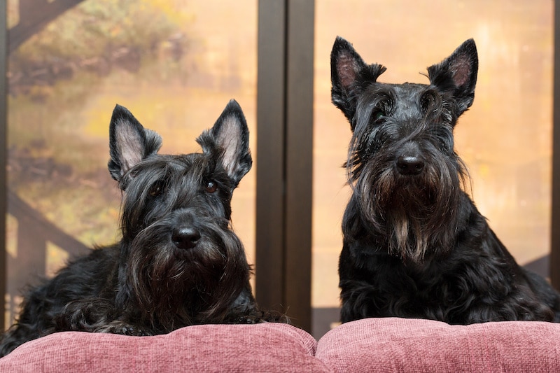Two black Scottish Terrier dogs sitting side-by-side.