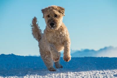 Soft-Coated Wheaten Terrier running in snow.