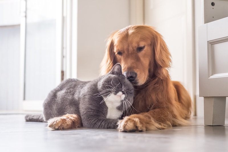 British cat and Golden Retriever laying side-by-side snuggling.