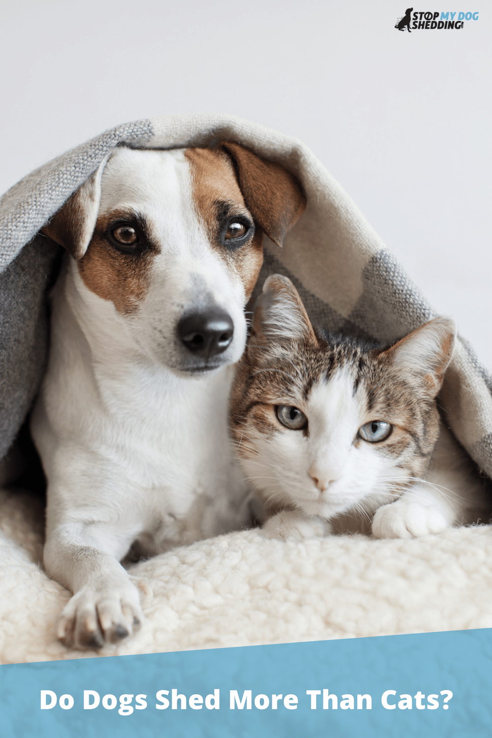 Do Dogs Shed More Than Cats? (Dog vs. Cat Shedding Guide)