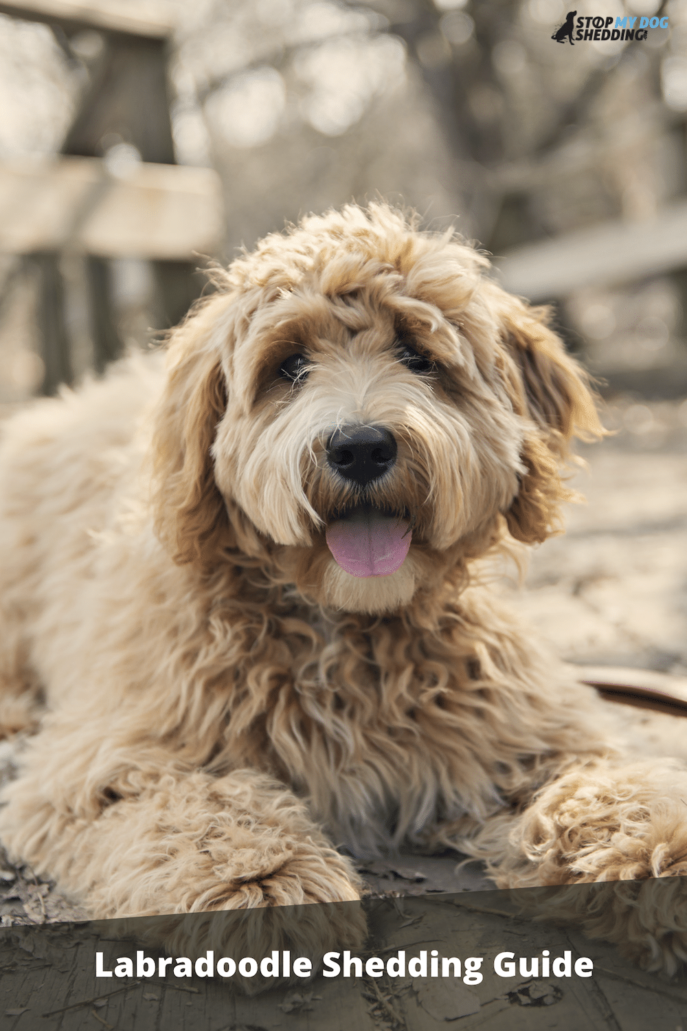 Do Labradoodles Shed Much Hair? (All You Need to Know)