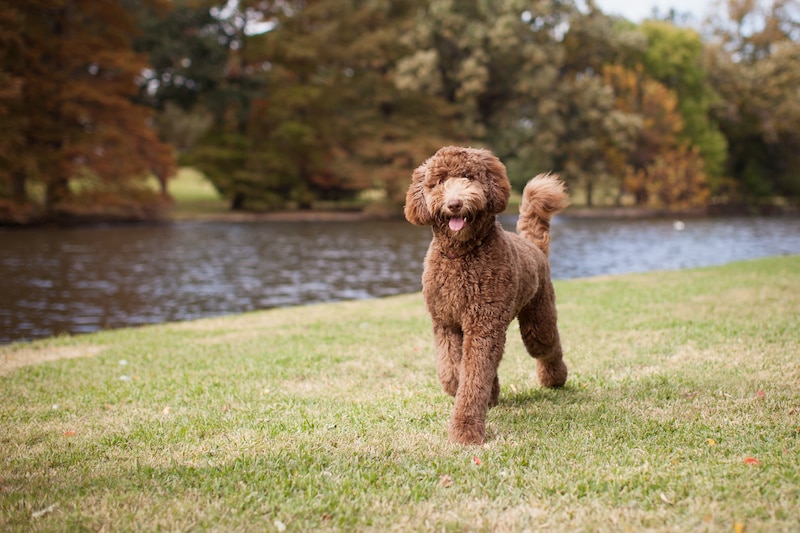 Beautiful brown Labradoodle walking by the lake at the park with autumn leaves in the background.