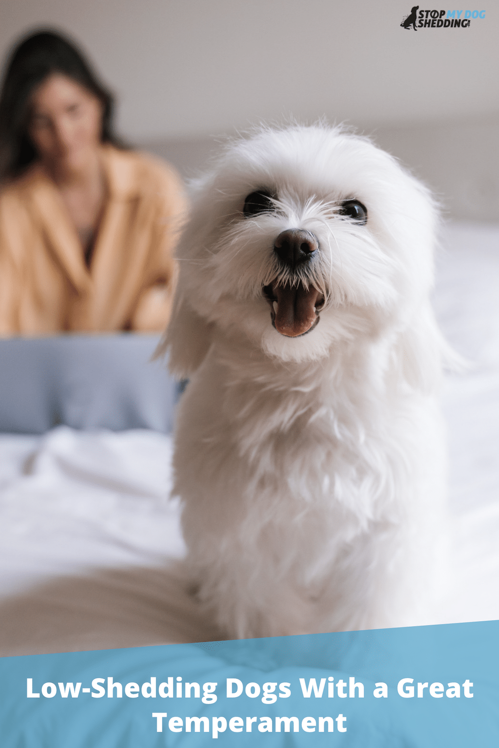9 Low-Shedding Dogs With Good Temperaments