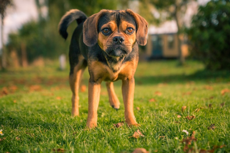 Black and tan Puggle dog breed standing outside on green grass.