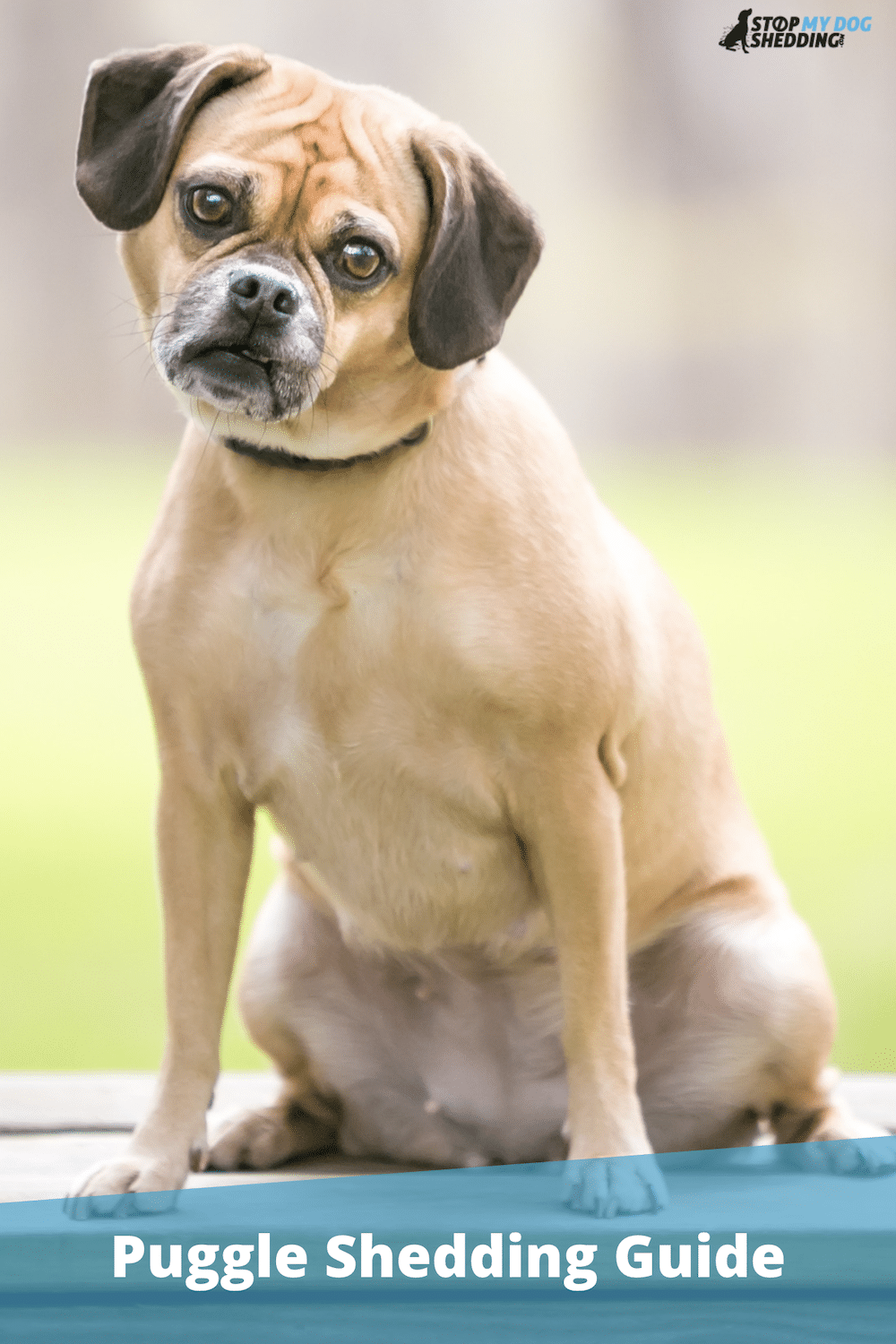Do Puggles Shed? (Complete Shedding & Grooming Guide)
